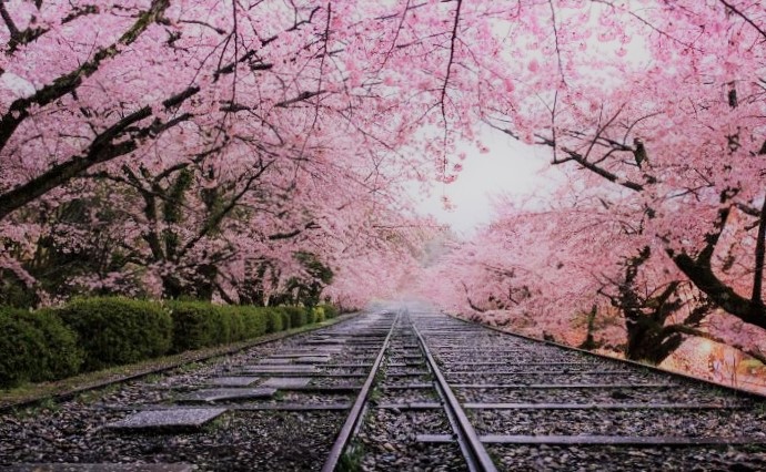 Vizesiz Ülkeler, Japonya, Sakura Çiçeği
